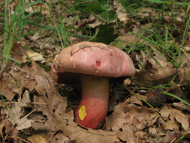 hríb purpurový Rubroboletus rhodoxanthus Kuan Zhao &amp; Zhu L. Yang