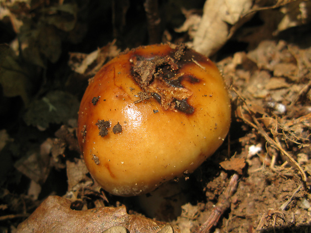 plávka smradľavá Russula foetens Pers.