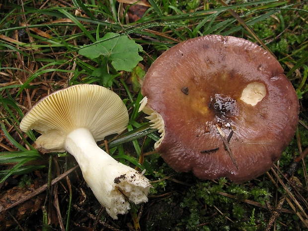 plávka obyčajná Russula integra (L.) Fr.