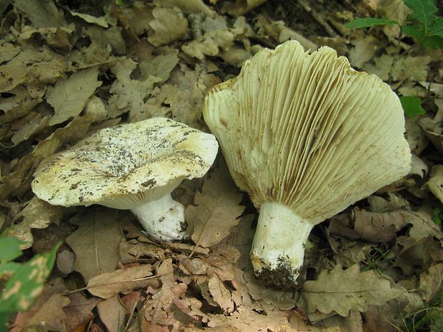 plávka Russula sp.