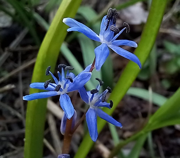 scila viedenská Scilla vindobonensis Speta