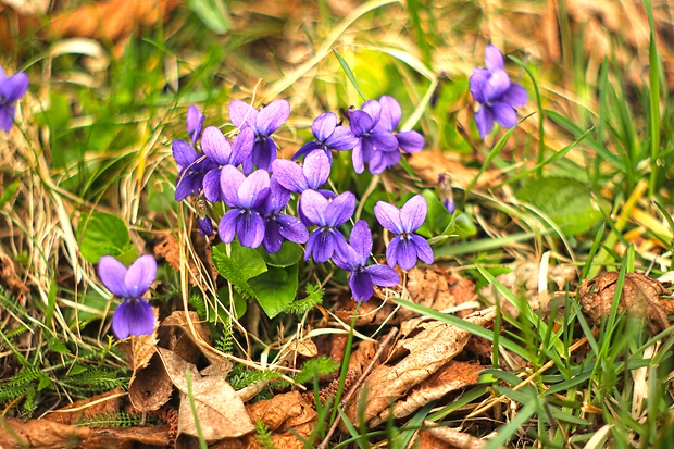 fialka voňavá Viola odorata L.