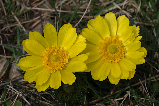 hlaváčik jarný Adonis vernalis L.