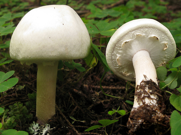 pečiarka hájová Agaricus sylvicola (Vittad.) Peck