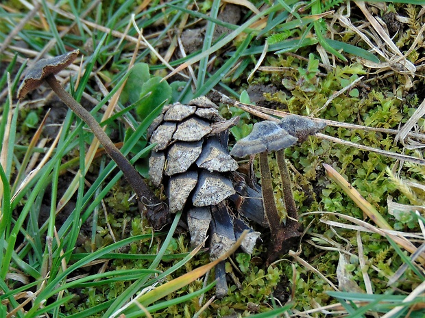 lopatovka obyčajná Auriscalpium vulgare Gray