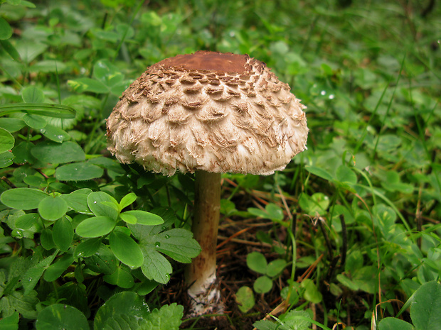 bedľa červenejúca Chlorophyllum rachodes (Vittad.) Vellinga