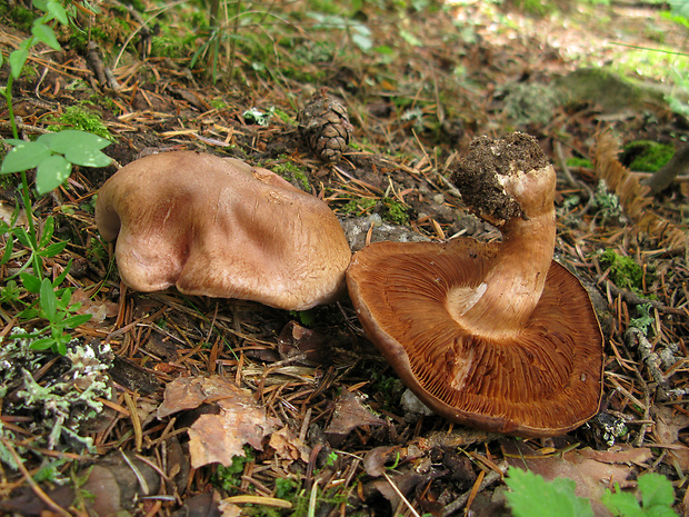 pavučinovec Cortinarius sp.