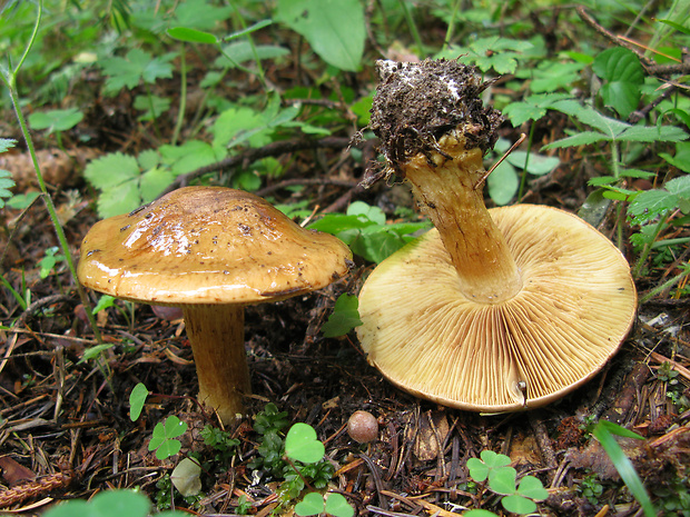 pavučinovec Cortinarius sp.