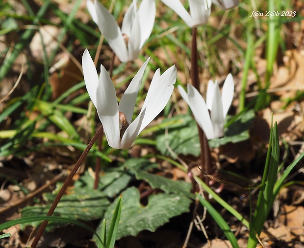 cyklámen krétsky Cyclamen creticum F. Hildebrand