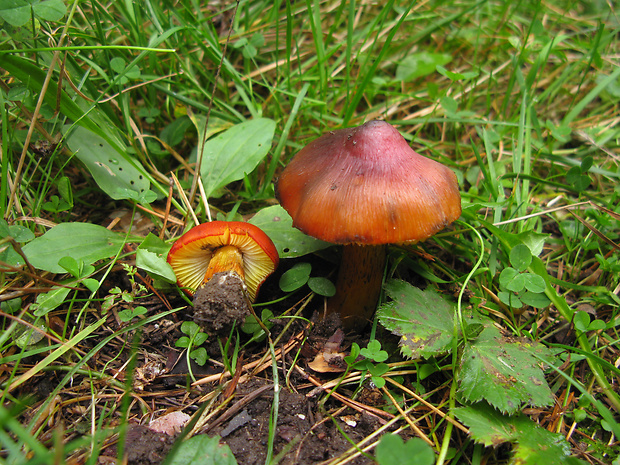 lúčnica kužeľovitá Hygrocybe conica (Schaeff.) P. Kumm.