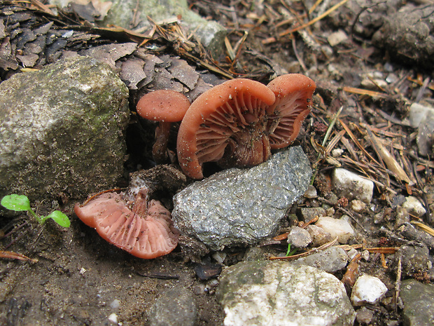 lakovka Laccaria sp.