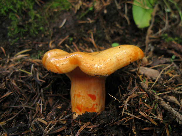 rýdzik jedľový Lactarius salmonicolor R. Heim & Leclair