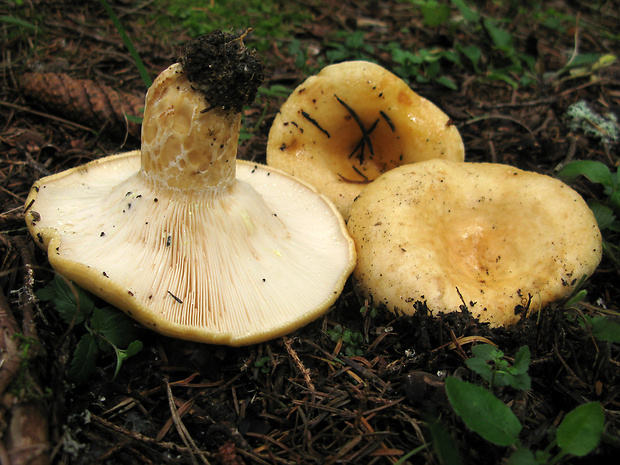 rýdzik rapavý Lactarius scrobiculatus (Scop.) Fr.