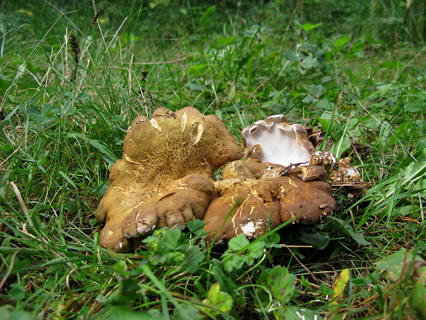 krásnopórovec zelenohnedý Laeticutis cristata (Schaeff.) Audet