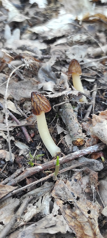 smrčok hybridný Morchella semilibera DC.