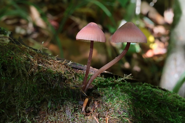 prilbička krvavomliečna Mycena haematopus (Pers.) P. Kumm.