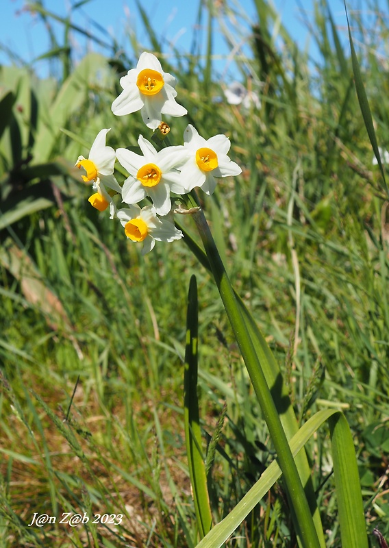 narcis Narcissus tazetta subsp. tazetta