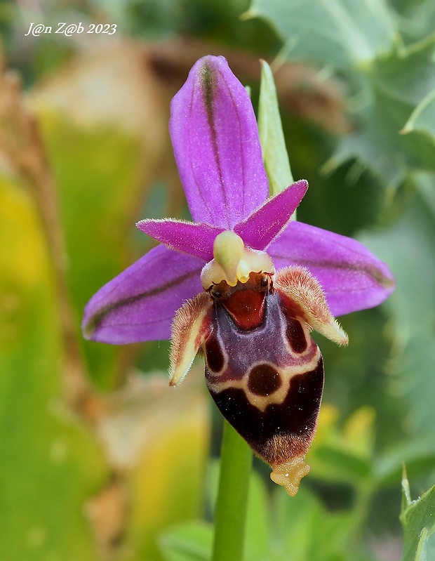 hmyzovník Ophrys scolopax subsp. heldreichii