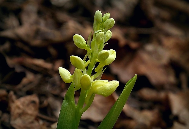 vstavač bledý Orchis pallens L.