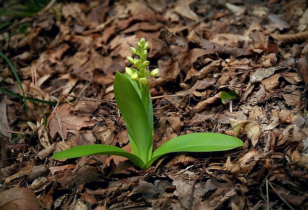 vstavač bledý Orchis pallens L.