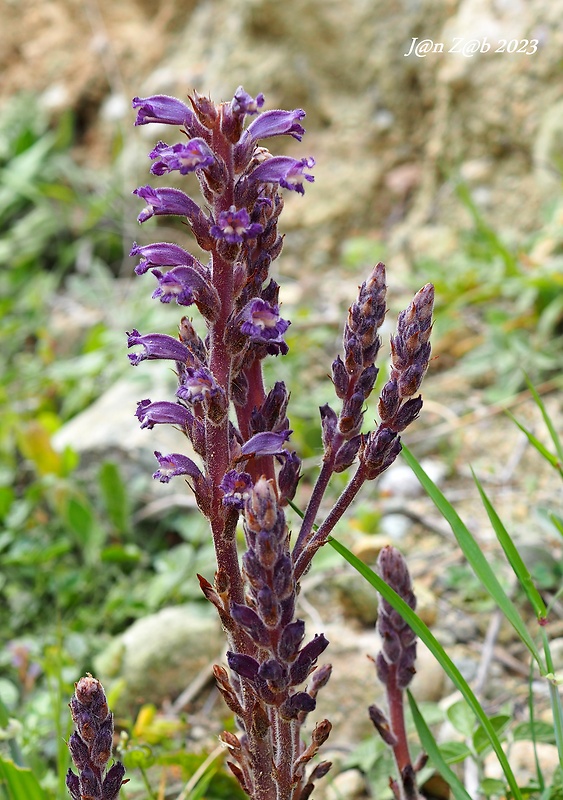 zárazovec levanduľový Phelipanche lavandulacea (Rchb.) Pomel