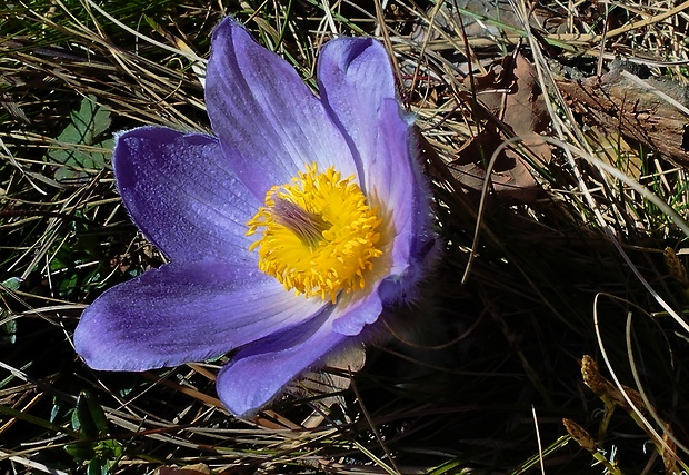 poniklec slovenský Pulsatilla slavica Reuss