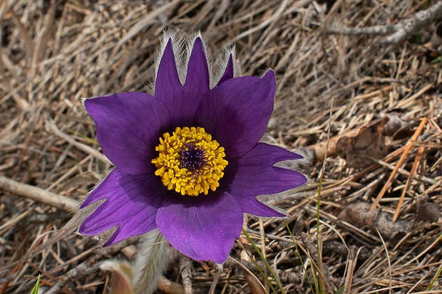 poniklec slovenský Pulsatilla slavica Reuss