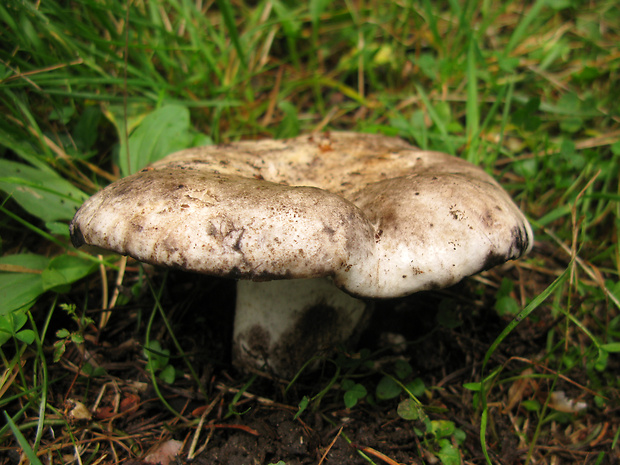 plávka počerná Russula adusta (Pers.) Fr.