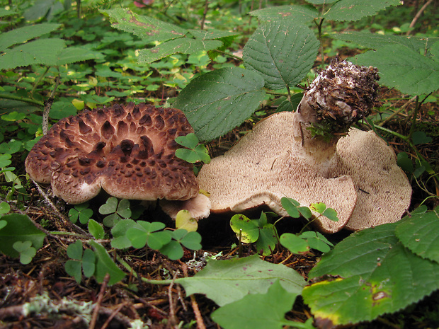 jelenkovec škridlicovitý Sarcodon imbricatus (L.) P. Karst.