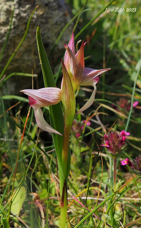 serapias Serapias lingua L.