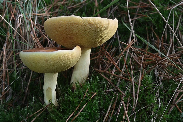 masliak zrnitý Suillus granulatus (L.) Roussel