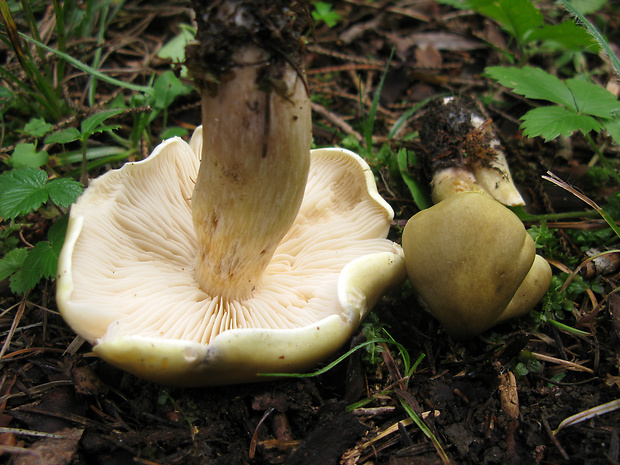 čírovka mydlová Tricholoma saponaceum (Fr.) P. Kumm.