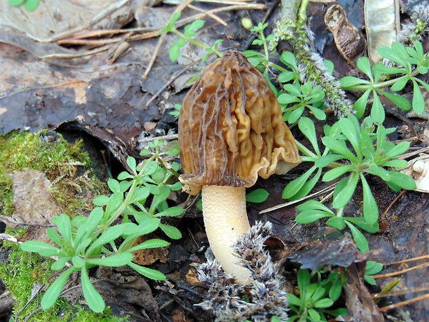 smrčkovec český Verpa bohemica (Krombh.) J. Schröt.