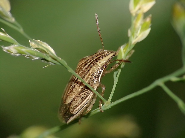 bzdocha kužeľovitá Aelia acuminata