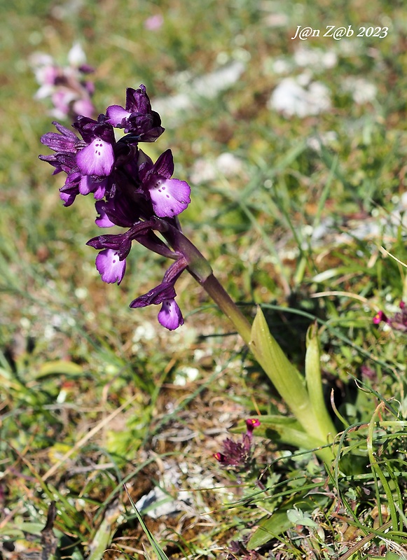 červenohlav Anacamptis boryi (Rchb.f.) R.M.Bateman, Pridgeon &amp; M.W.Chase