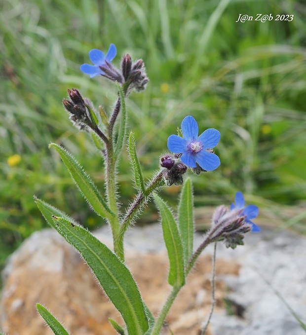 smohla talianska Anchusa italica Retz.