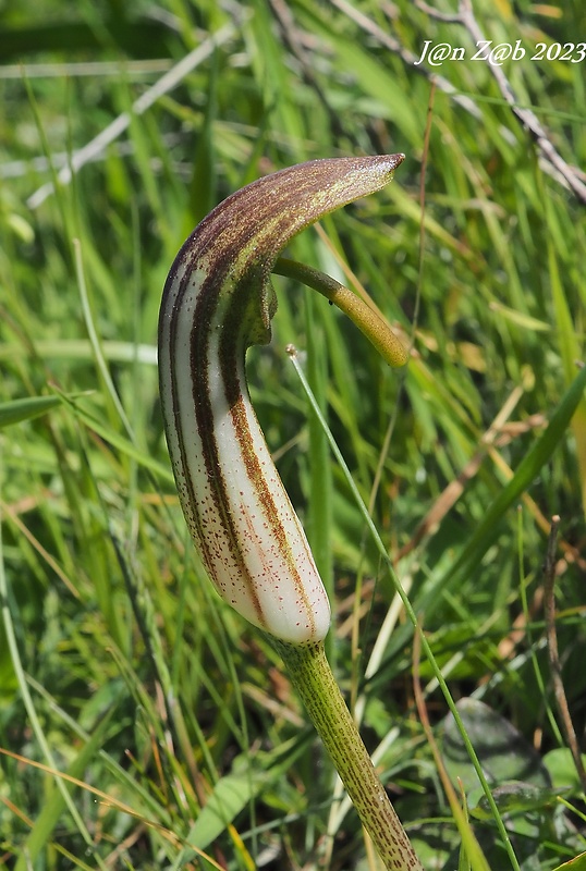 áronovec obyčajný Arisarum vulgare Targ. Tozz.