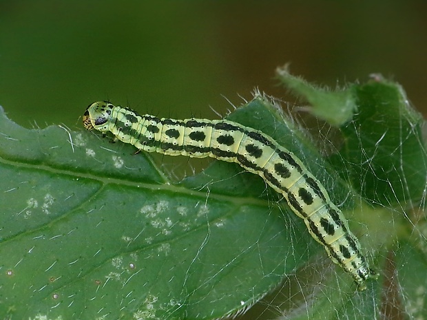 ploskáč krkoškový Depressaria chaerophylli