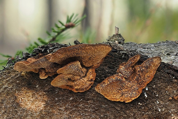 trámovka plotová Gloeophyllum sepiarium (Wulfen) P. Karst.