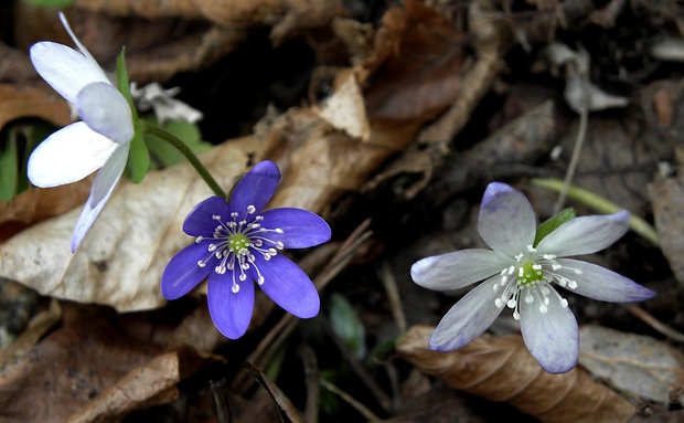 pečeňovník trojlaločný Hepatica nobilis Schreb.