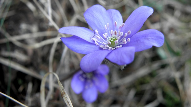 pečeňovník trojlaločný Hepatica nobilis Schreb.