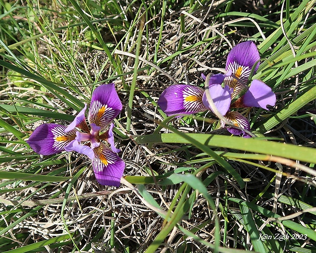 kosatec krétsky Iris unguicularis Poir.