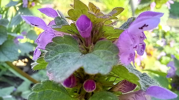 hluchavka purpurová Lamium purpureum L.