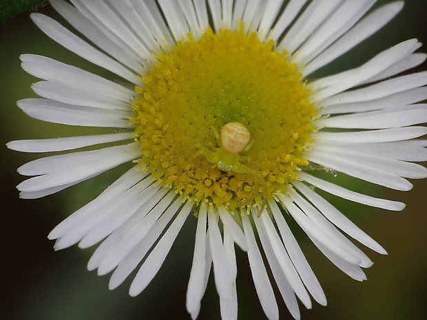 kvetárik dvojtvarý Misumena vatia