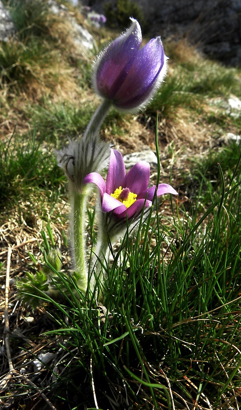 poniklec slovenský Pulsatilla slavica Reuss