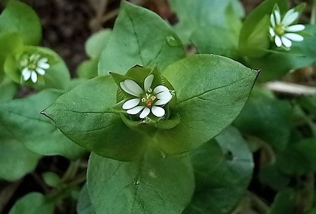 hviezdica prostredná Stellaria media (L.) Vill.