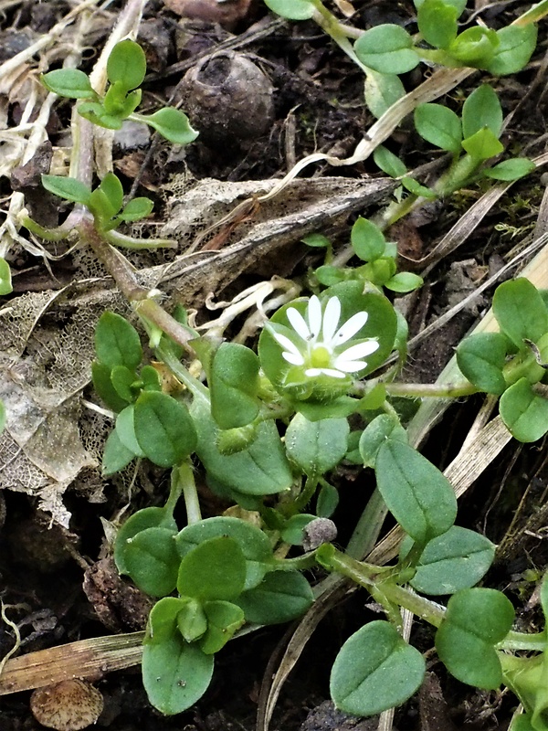 hviezdica prostredná Stellaria media (L.) Vill.