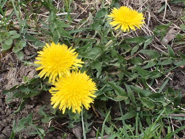 púpava lekárska Taraxacum officinale (L.) Weber ex F.H.Wigg