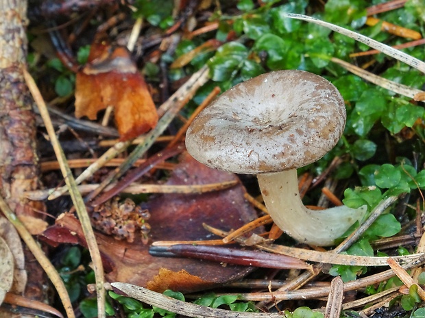 strmuľka srieňová Rhizocybe pruinosa (Lasch) Vizzini, G. Moreno, P. Alvarado & Consiglio