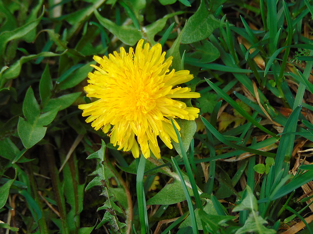 púpava lekárska Taraxacum officinale (L.) Weber ex F.H.Wigg